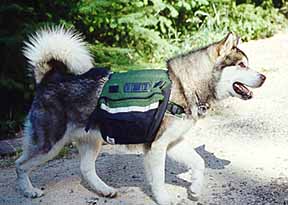 [Pooch-Packer (Dog w/backpack)]