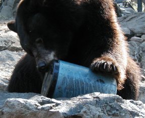 [Zoo Test - Inyo National Forest, Calder Reid]