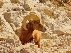 [desert bighorn sheep]