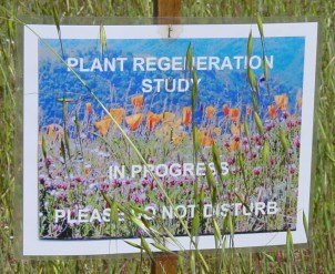 [Sign: Plant Regeneration Study In Progress]