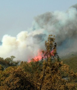 [Lick Fire at Henry Coe State Park]