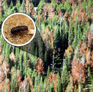 [Trees and the mountain pine beetle.]